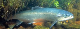 Atlantic Salmon - 2