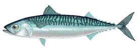 Atlantic mackerel - 4