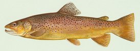 Trout (brown) - 7