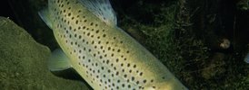 Trout (brown) - 1