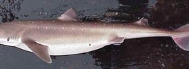 Spiny dogfish - 2