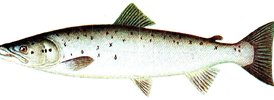 Atlantic Salmon - 1