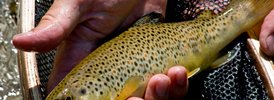 Trout (brown) - 5