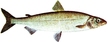 Sieja (Whitefish)