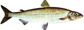 Whitefish - 1