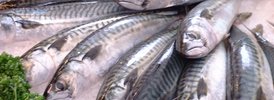 Atlantic mackerel - 3