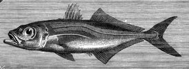 Atlantic horse mackerel - 1