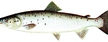 Łosoś (szlachetny) (Atlantic Salmon)