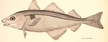 Plamiak (Haddock)