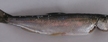 Sielawa (Coregonus albula)