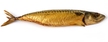 Makrela atlantycka (Atlantic mackerel)