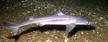 Koleń pospolity (Spiny dogfish)