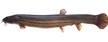 Piskorz (Weatherfish (european))