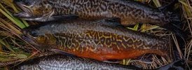 Brook Trout - 2