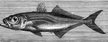 Ostrobok pospolity (Atlantic horse mackerel)