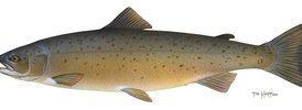 Atlantic Salmon - 3