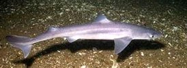 Spiny dogfish - 1