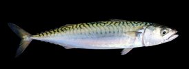 Atlantic mackerel - 2