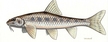 Kiełb białopłetwy (Gudgeon (white-finned))